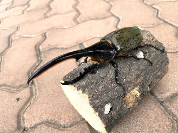 画像1: D.H.ヘラクレスオオカブト 　♂１５０ｍｍ／♀７３ｍｍ　成虫ペア  (1)