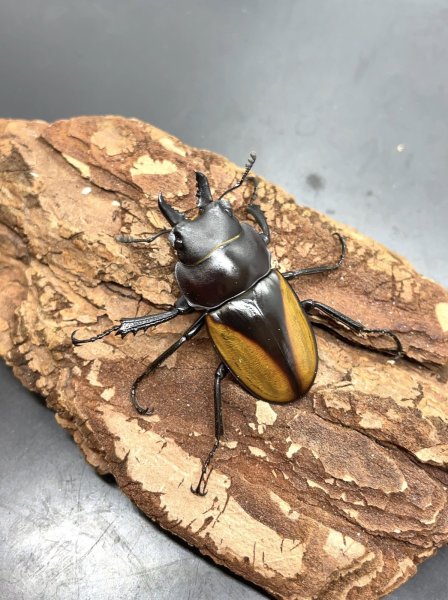 画像1: マルギナトゥスマルバネクワガタ　♂３５ｍｍＵＰ成虫ペア　 (1)