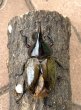 画像2: ヘラクレス レイディ 　♂７７ｍｍＢ品／♀５５ｍｍ成虫ペア (2)