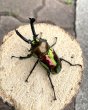 画像2: ニジイロクワガタ（レッドピカール血統）♂５５ｍｍ♀３５ｍｍ成虫ペア (2)
