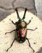 画像1: ニジイロクワガタ（レッドピカール血統）♂５５ｍｍ♀３５ｍｍ成虫ペア (1)