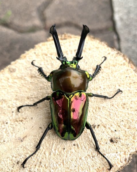 画像1: ニジイロクワガタ（レッドピカール血統）♂５５ｍｍ♀３５ｍｍ成虫ペア (1)