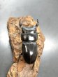 画像1: ドルクス ヤクシャ（タイリクツノボソオオクワガタ）　♂３８ｍｍ／♀３０ｍｍ　成虫ペア　 (1)