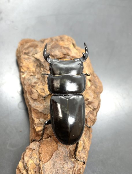 画像1: ドルクス ヤクシャ（タイリクツノボソオオクワガタ）　♂３８ｍｍ／♀３０ｍｍ　成虫ペア　 (1)