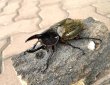画像1: ヘラクレス レイディ 　♂７７ｍｍＢ品／♀５５ｍｍ成虫ペア (1)