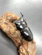 画像2: ドルクス ヤクシャ（タイリクツノボソオオクワガタ）　♂３８ｍｍ／♀２９ｍｍ　成虫ペア　 (2)