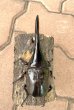画像2: D.H.ヘラクレスオオカブト 　♂１４１ｍｍ／♀６６ｍｍ　成虫ペア  (2)