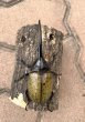 画像2: D.H.ヘラクレスオオカブト 　♂１１７ｍｍ／♀６２ｍｍ　成虫ペア  (2)