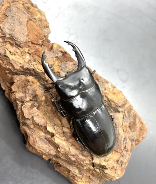 画像1: ティティウスヒラタ ssp.　♂４７ｍｍ／♀３４ｍｍ　成虫ペア　 (1)