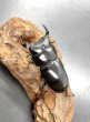 画像2: ドルクス ヤクシャ（タイリクツノボソオオクワガタ）　♂４２ｍｍ／♀３１ｍｍ　成虫ペア　 (2)