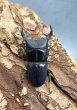 画像2: プンクティペンニスネブトクワガタ　♂３５ｍｍ　成虫ペア (2)