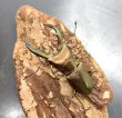 画像1: トルンカートゥスホソアカクワガタ　♂５４ｍｍ成虫ペア　 (1)