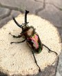 画像2: ニジイロクワガタ（レッドピカール血統）♂５３ｍｍ♀３６ｍｍ成虫ペア (2)