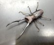 画像1: メタリフェルホソアカクワガタ（ブルーパープル血統）　♂７７ｍｍ　成虫ペア　 (1)