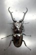 画像2: ギラファノコギリクワガタ（ネグロス島）　♂１０４ｍｍ／♀５５ｍｍ成虫ペア　 (2)