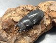 画像1: ツシマヒラタクワガタ　♀３４ｍｍ　単品　 (1)