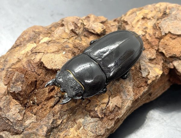 画像1: ツシマヒラタクワガタ　♀３４ｍｍ　単品　 (1)