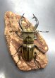 画像3: フルキフェルミヤマクワガタ　♂７２ｍｍ／♀３６ｍｍ成虫ペア　 (3)
