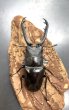 画像2: ギラファノコギリクワガタ（ジャワ）　♂７４ｍｍ／♀４４ｍｍ成虫ペア　 (2)