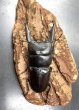 画像3: ダエダリオンヒラタ　♂６５ｍｍ／♀３２ｍｍ　成虫ペア　 (3)