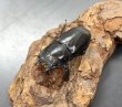 画像1: ヒラタクワガタ（兵庫県加古川市）　♀フリーサイズ　単品　 (1)