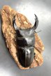 画像3: オオクワガタ（奈良輪川西）　♂７９ｍｍ／♀４７ｍｍ　成虫ペア　 (3)