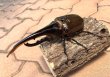 画像1: D.H.ヘラクレスオオカブト 　♂１５９ｍｍ／♀７３ｍｍ　成虫ペア  (1)