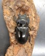 画像2: ヒラタクワガタ（兵庫県加古川市）　♀フリーサイズ　単品　 (2)