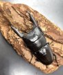 画像2: ダエダリオンヒラタ　♂６５ｍｍ／♀３２ｍｍ　成虫ペア　 (2)