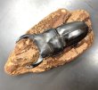 画像1: オオクワガタ（奈良輪川西）　♂７９ｍｍ／♀４７ｍｍ　成虫ペア　 (1)