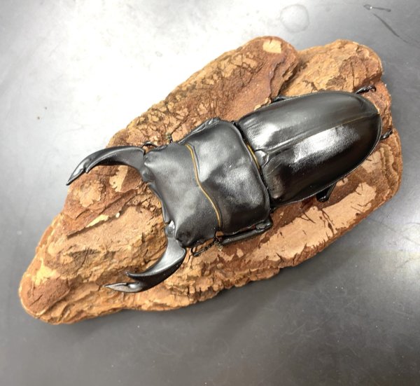 画像1: オオクワガタ（奈良輪川西）　♂７９ｍｍ／♀４７ｍｍ　成虫ペア　 (1)