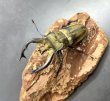 画像1: フルキフェルミヤマクワガタ　♂７２ｍｍ／♀３６ｍｍ成虫ペア　 (1)