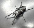 画像1: ギラファノコギリクワガタ（ネグロス島）　♂１０４ｍｍ／♀５５ｍｍ成虫ペア　 (1)