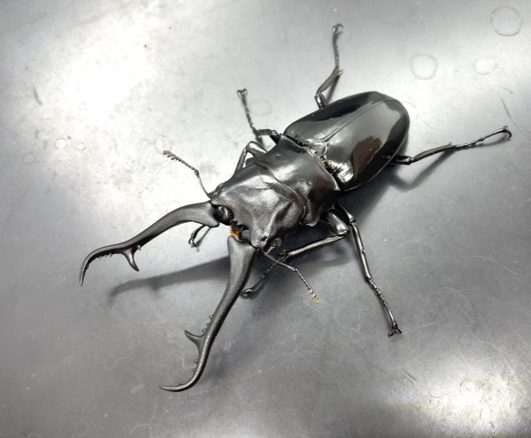 画像1: ギラファノコギリクワガタ（ネグロス島）　♂１０４ｍｍ／♀５５ｍｍ成虫ペア　 (1)