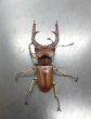 画像2: マラッツィミヤマクワガタ　♂５４ｍｍ／♀３１ｍｍ成虫ペア　 (2)