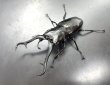 画像1: ギラファノコギリクワガタ（ネグロス島）　♂１０８ｍｍ／♀５７ｍｍ成虫ペア　 (1)
