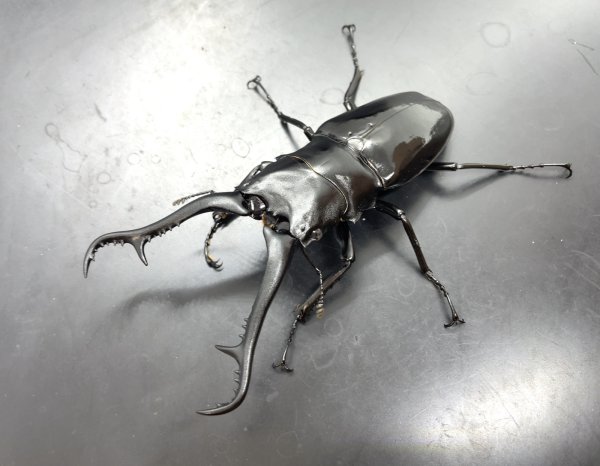 画像1: ギラファノコギリクワガタ（ネグロス島）　♂１０８ｍｍ／♀５７ｍｍ成虫ペア　 (1)