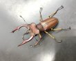画像1: マラッツィミヤマクワガタ　♂５４ｍｍ／♀３１ｍｍ成虫ペア　 (1)