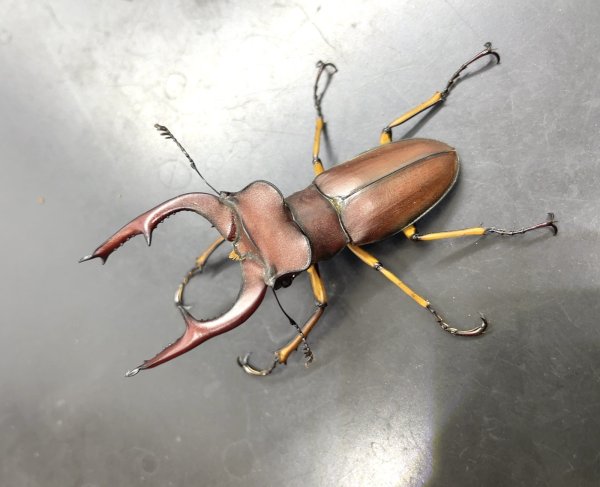 画像1: マラッツィミヤマクワガタ　♂５４ｍｍ／♀３１ｍｍ成虫ペア　 (1)