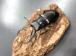 画像1: ギラファノコギリクワガタ（ジャワ）　♂６６ｍｍ／♀４０ｍｍUP　成虫ペア　 (1)