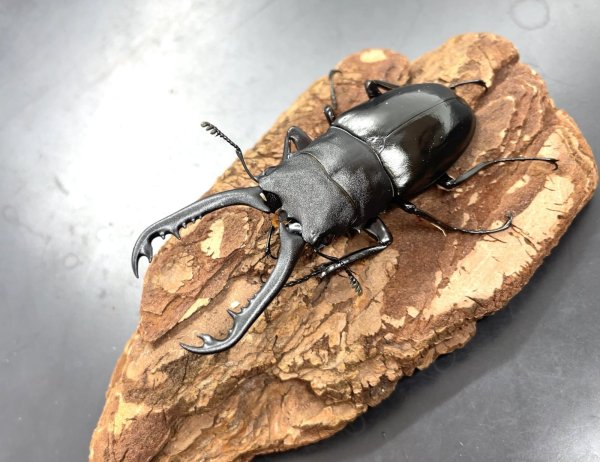 画像1: ギラファノコギリクワガタ（ジャワ）　♂７４ｍｍ／♀４４ｍｍ成虫ペア　 (1)