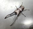 画像1: メタリフェルホソアカクワガタ（ブルーパープル血統）　♂７８ｍｍA'品　成虫ペア　 (1)