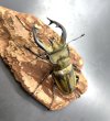 画像2: フルキフェルミヤマクワガタ　♂７２ｍｍ／♀３６ｍｍ成虫ペア　 (2)