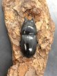 画像2: ツシマヒラタクワガタ　♀３４ｍｍ　単品　 (2)