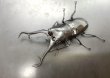 画像2: ギラファノコギリクワガタ（ネグロス島）　♂１０８ｍｍ／♀５７ｍｍ成虫ペア　 (2)