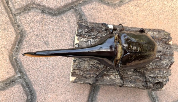 画像3: D.H.ヘラクレスオオカブト 　♂１５９ｍｍ／♀７３ｍｍ　成虫ペア  (3)
