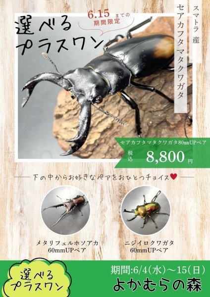 画像1: ■６月４日１３時から販売開始■　選べるお楽しみ袋「プラスワン」（セアカフタマタクワガタ成虫ペア）　８，８００円（税込） (1)
