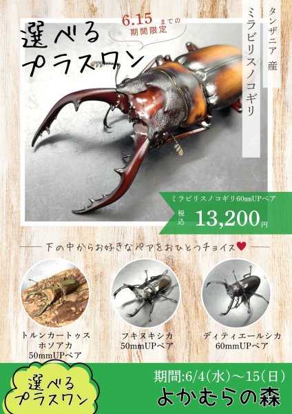 画像1: ■６月４日１３時から販売開始■　選べるお楽しみ袋「プラスワン」（ミラビリスノコギリ）成虫ペア）　１３，２００円 (1)
