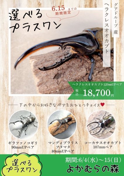 画像1: ■６月４日１３時から販売開始■　選べるお楽しみ袋「プラスワン」（ヘラクレスオオカブト成虫ペア）　１８，７００円（税込） (1)