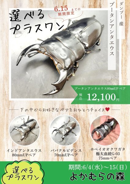 画像1: ■６月４日１３時から販売開始■　選ぶるお楽しみ袋「プラスワン」（ブータンアンタエウス成虫ペア）　１２，１００円（税込） (1)